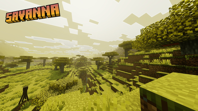 savanna