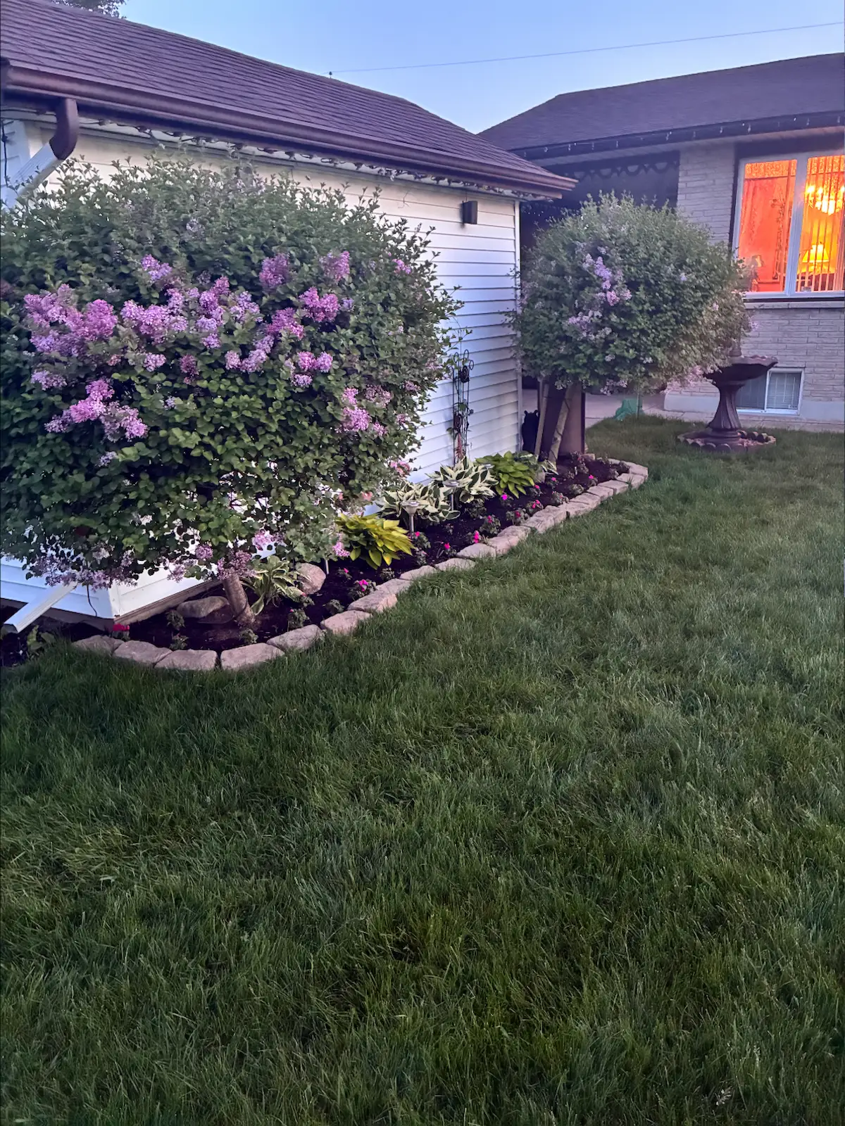 Lilac bush