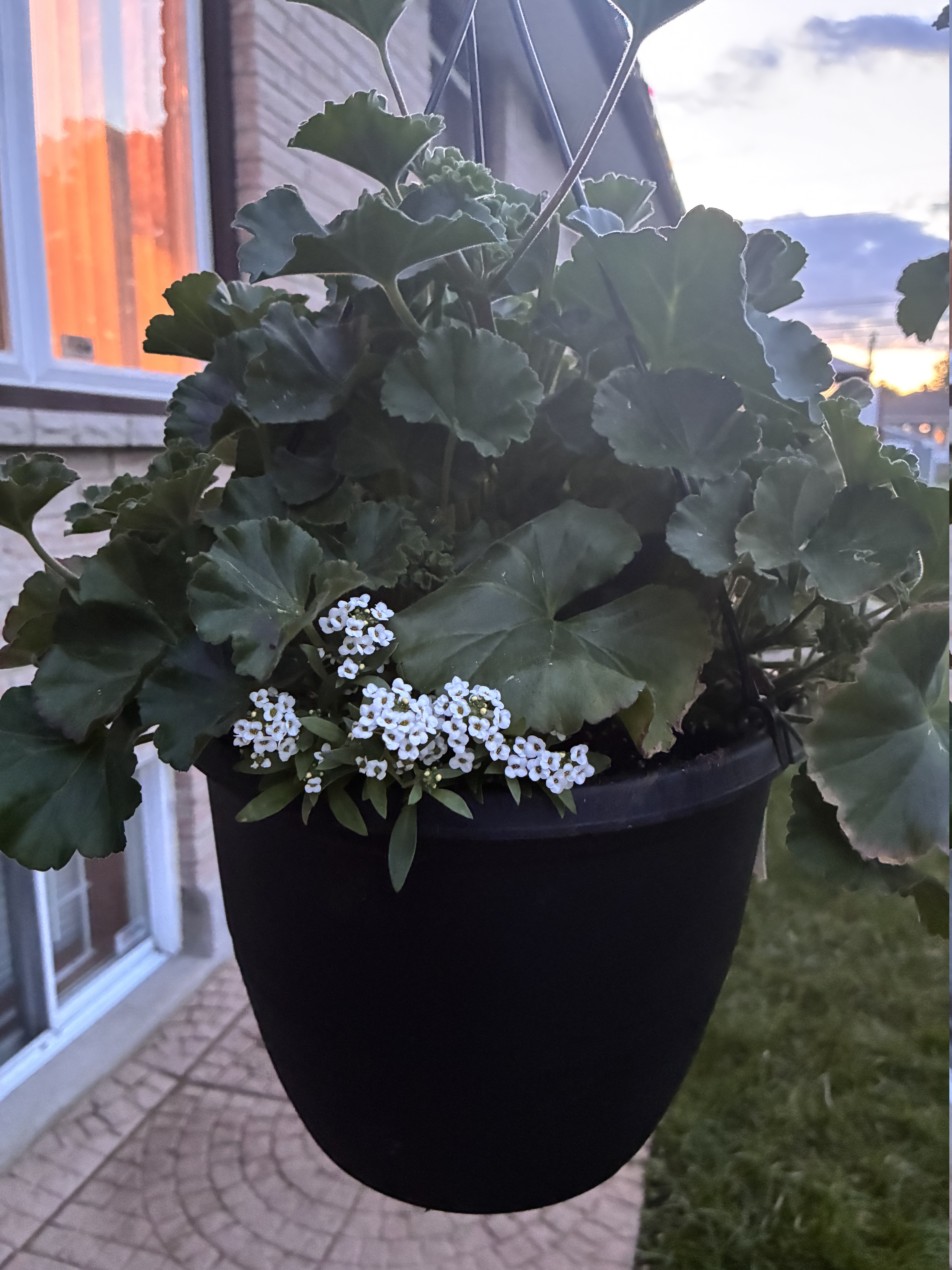 Garden planting