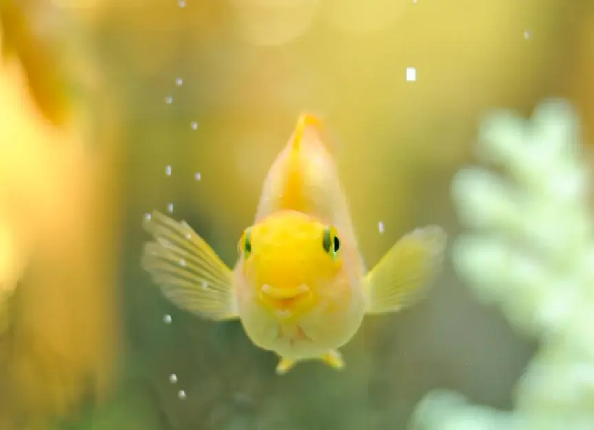 Gas Bubble Disease in Fish: Signs and Solutions