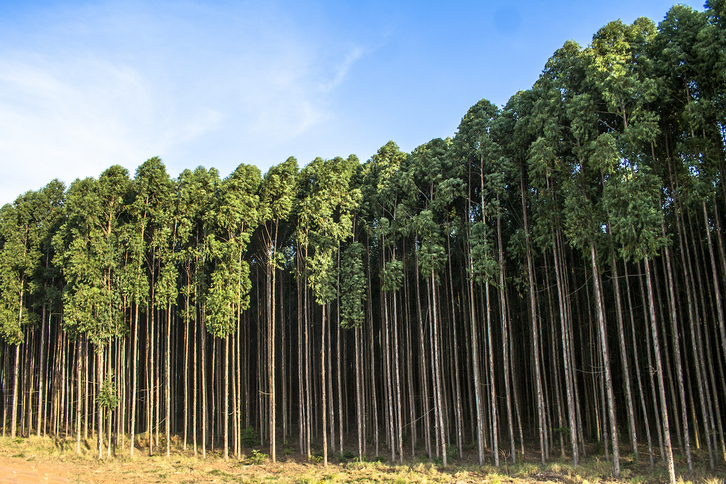 Fundo forestal