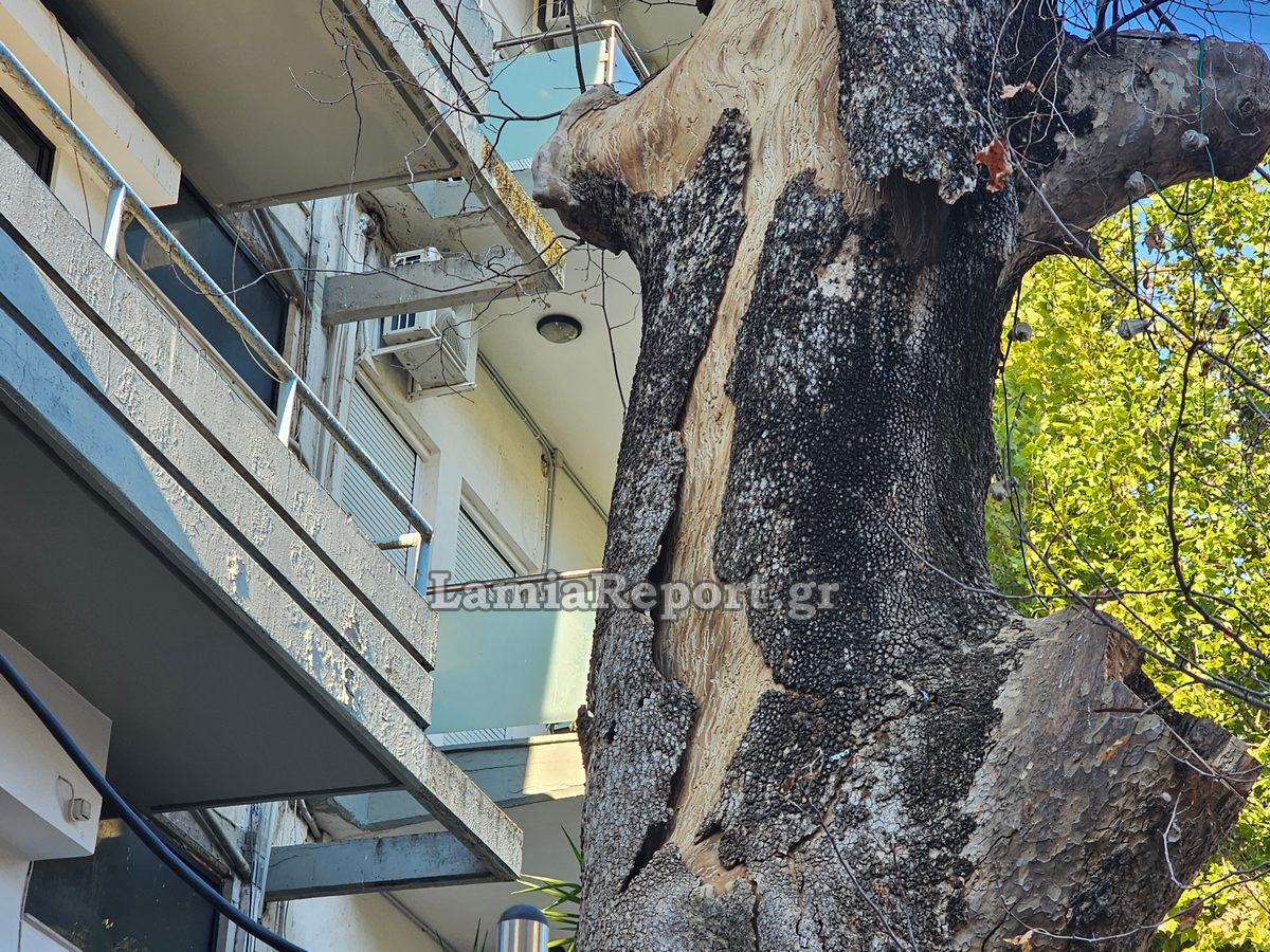 Δεντρο πλατεια Λαου012