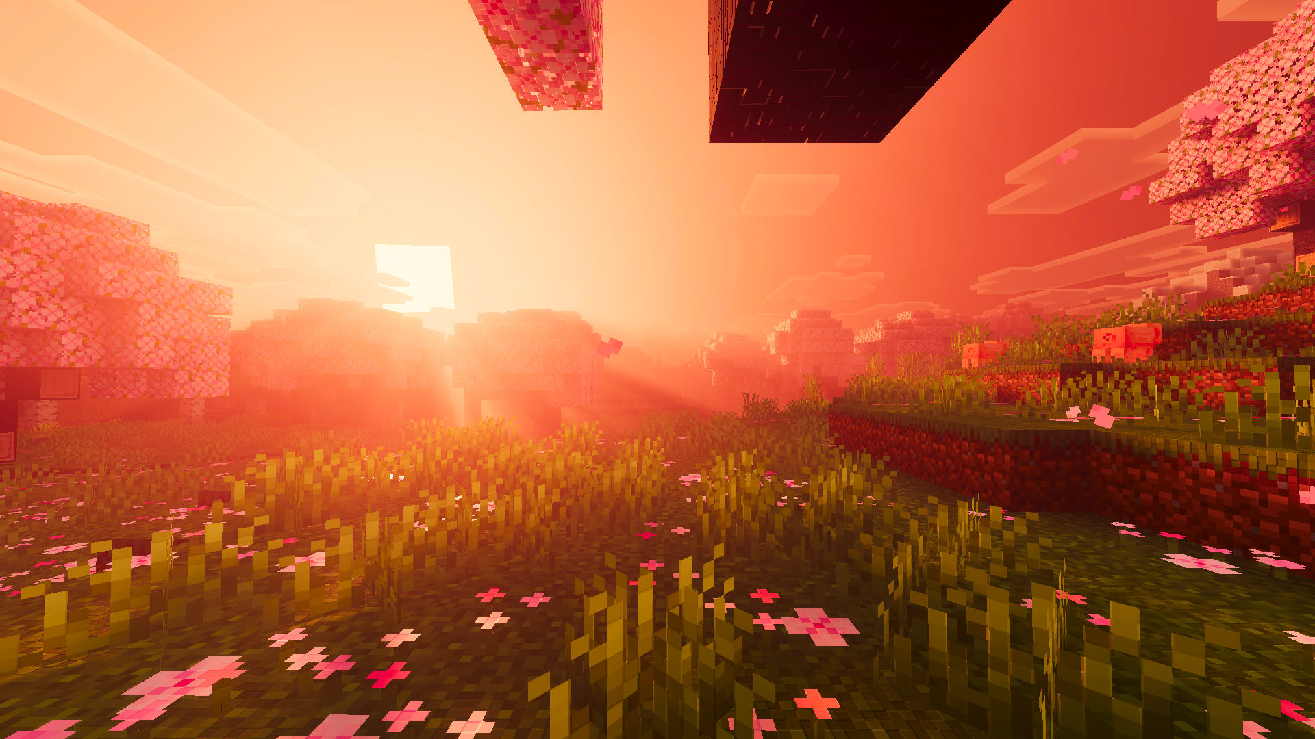 Sunrise Through Meadow