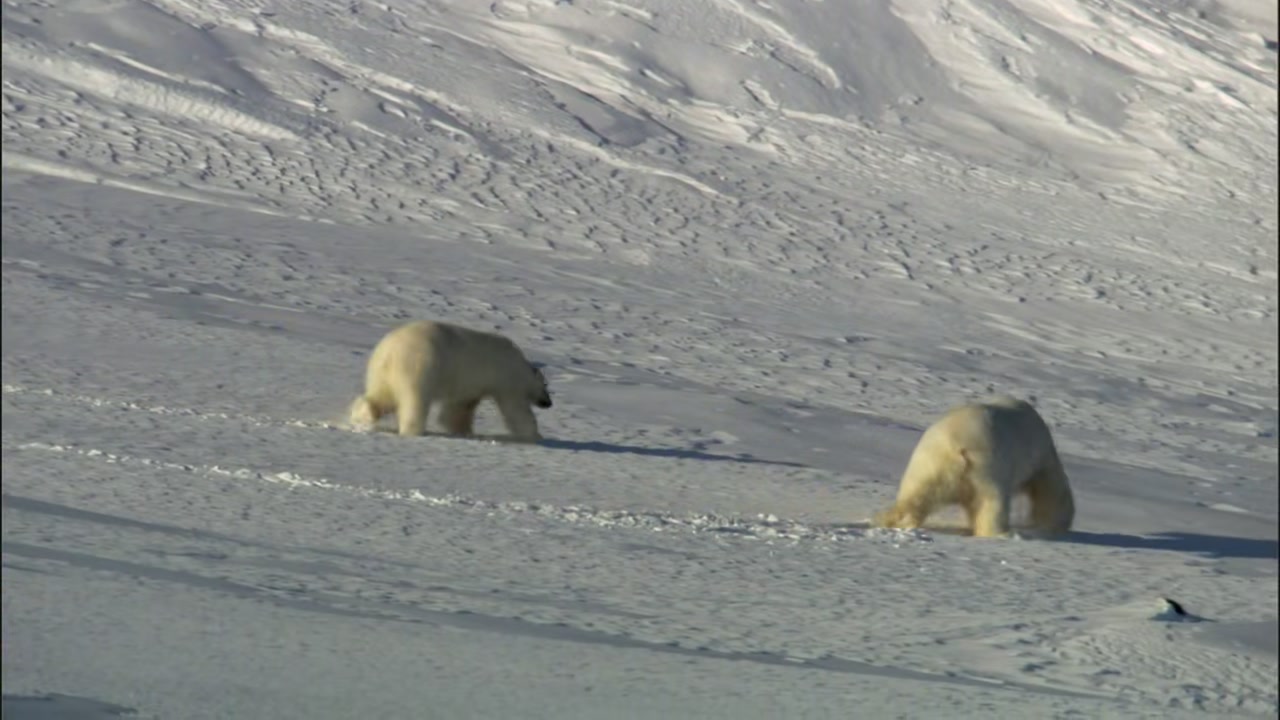 Frozen Planet Screenshot