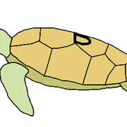Tortoise