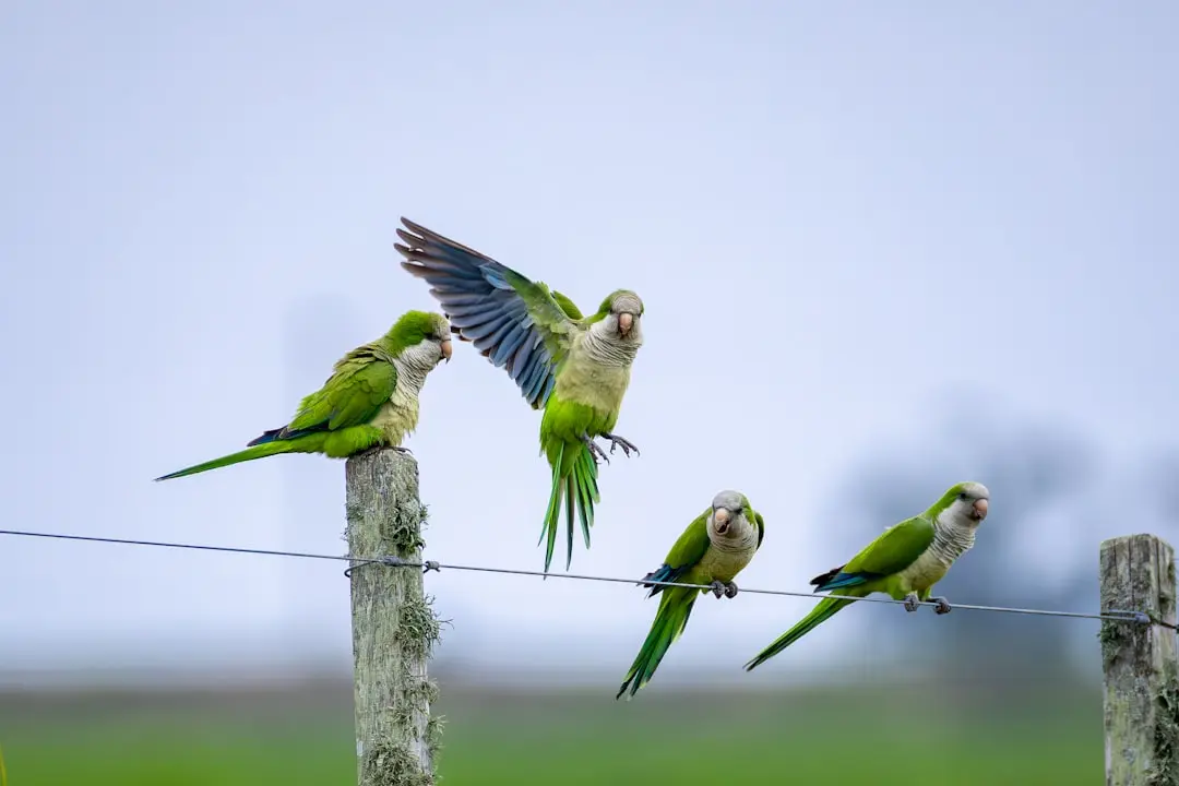 Lost Parrot "Talks" His Way Back Home