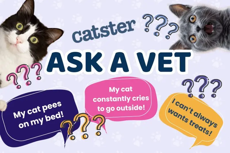 Cat Urination Issues: A Vet’s Advice