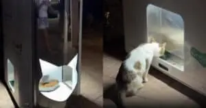 Dubai Introduces Innovative Feeding Stations for Stray Cats