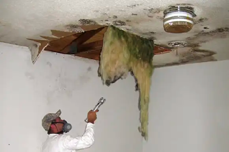 Mold-Removal-in-Hamilton