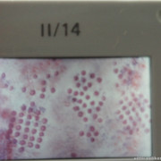 IMG-1173
