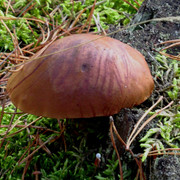 IMG-0359