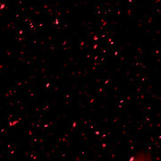 Shivam-Editz-Red-Flare