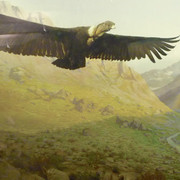 Andean Condor