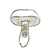 MS-gold-element-8