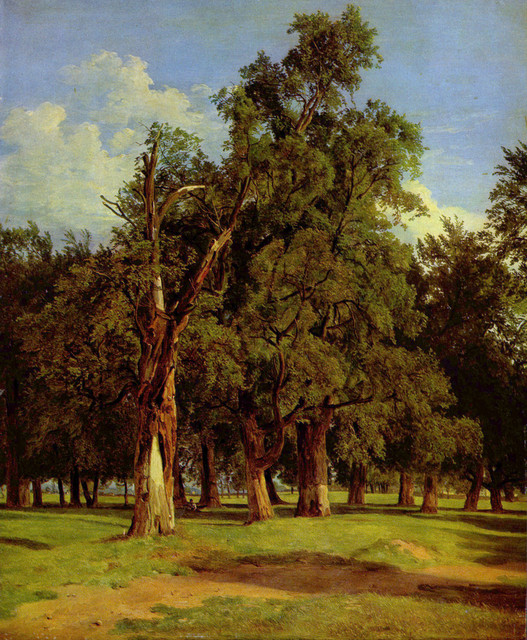 Alte-Ulmen-im-Prater