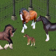 Clydesdales