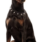 Doberman_1