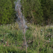 DSC3515