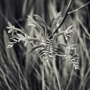 DSCF4310b