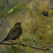 IMG-2025-adj
