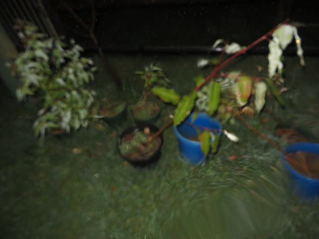 IMG-0021-proc