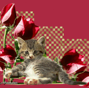8.gif