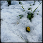 comp-IMG-2485