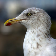 IMGP7784