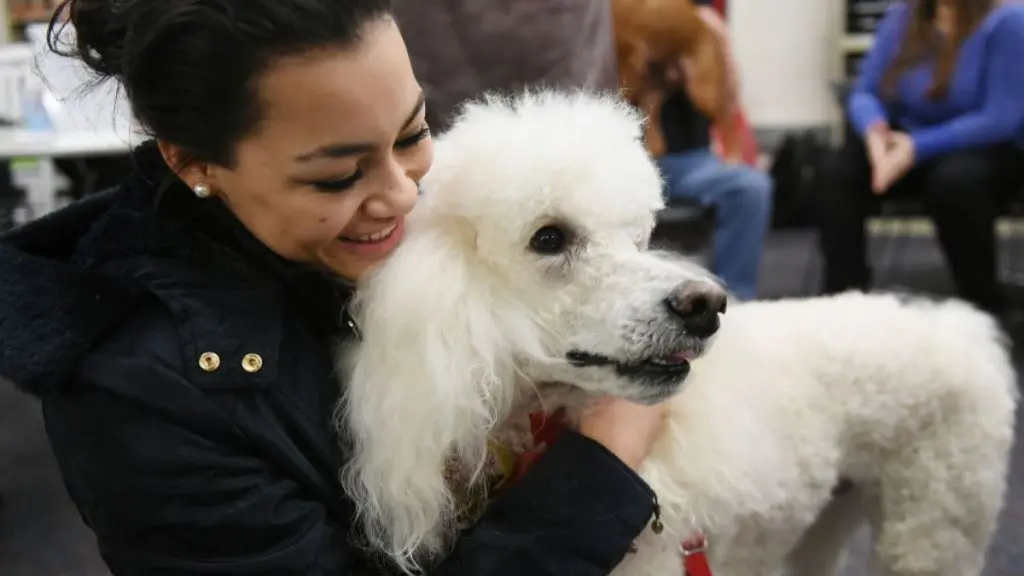Poodle Joins Animal Therapy Programme