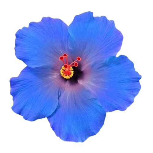 blue