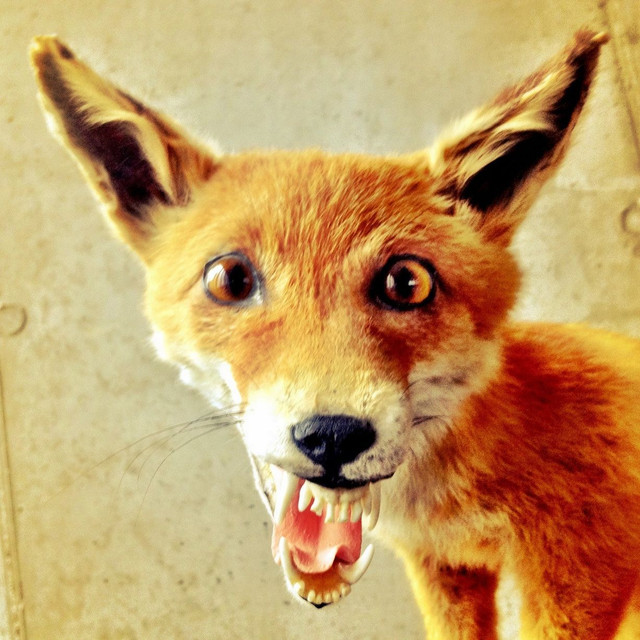 Fox