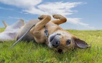 Ticks on Dogs: Where to Look