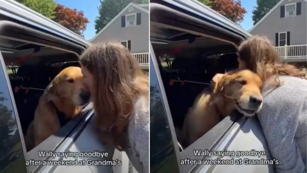 Golden Retriever's Emotional Goodbye to Grandma