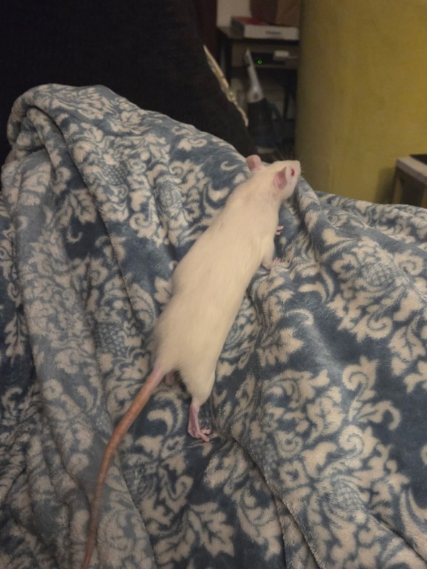 nutmeg
