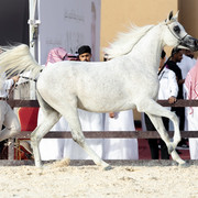 PB7A3391