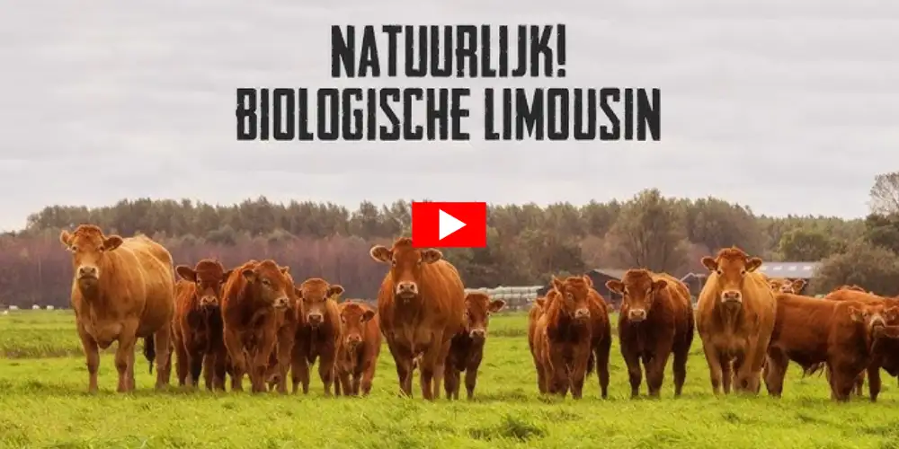 Top vlees van volbloed Biologische Limousin-runderen die een goed leven hebben - Vleeskopenbijdeboer.nl