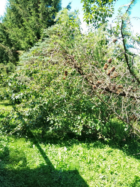 pear-tree-2