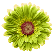 Collab hellospring part2 (22)