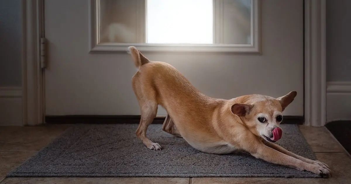 Why Do Dogs Stretch When Greeting Their Owners?