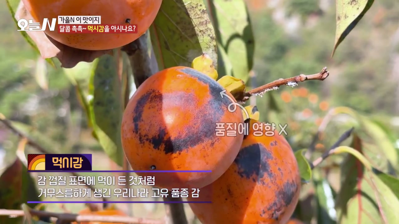 오늘N 정읍 먹시감 캡처