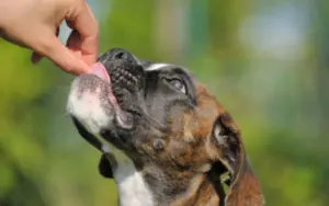 Top Supplements to Slow Dog Aging