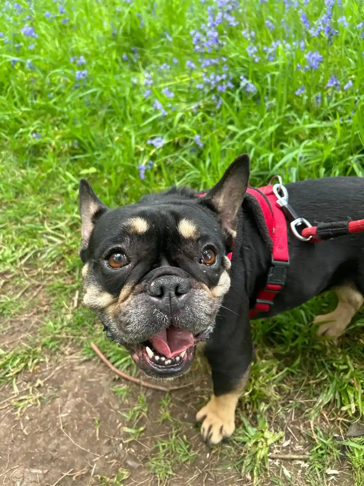 Six-Year-Old French Bulldog Seeks New Home