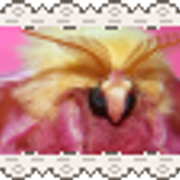 rosy maple moth