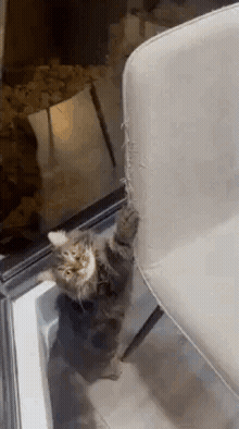PawGuard destacado