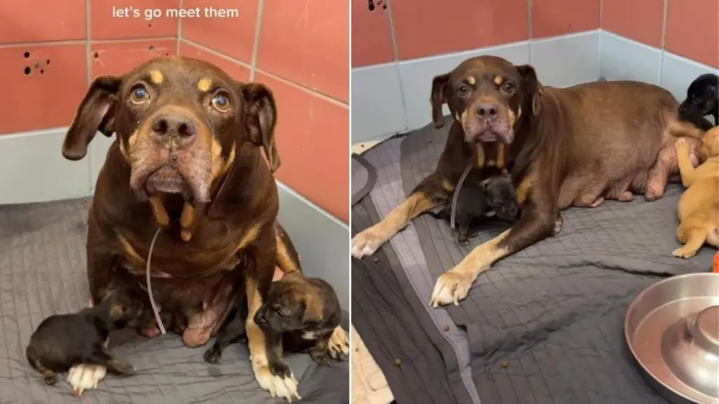 Mama Dog Dumped in Park with Puppies Pleads for Rescue