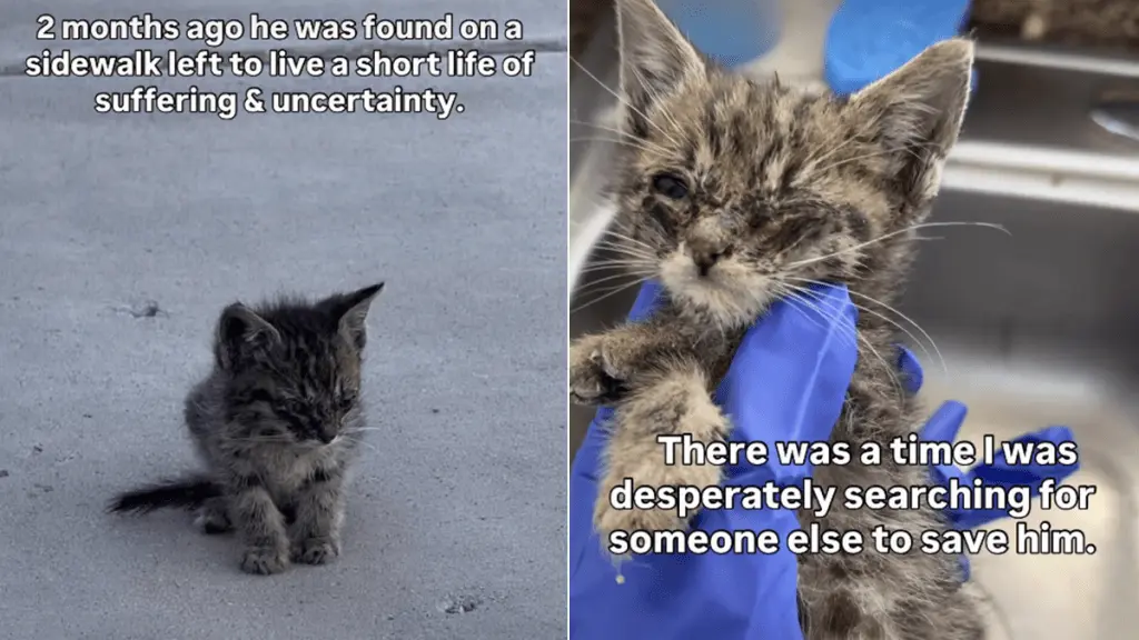 From Sidewalk to Sanctuary: Desmond's Journey to a Forever Home