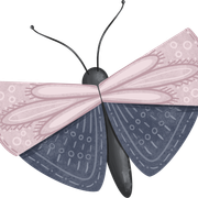 Moth-2