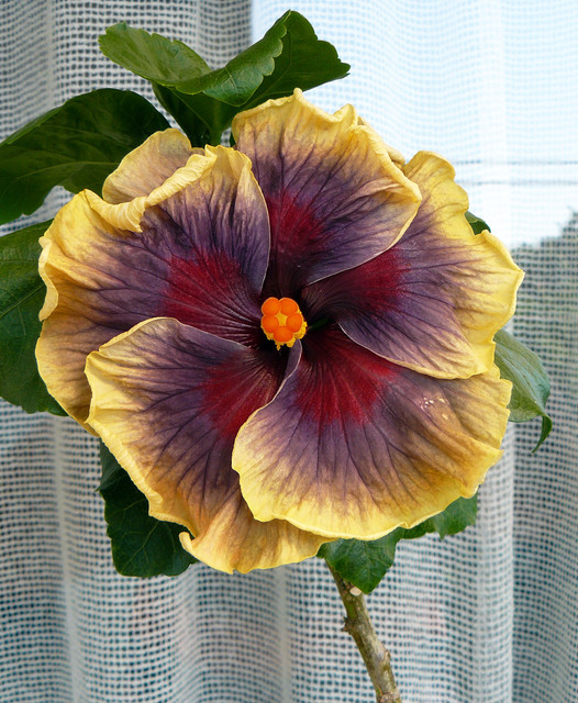 Wind-Rosa-Good-Luck-24-6-2023
