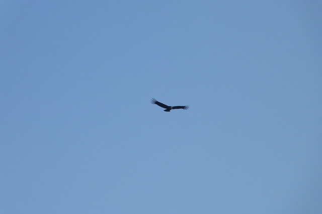 Condor.jpg