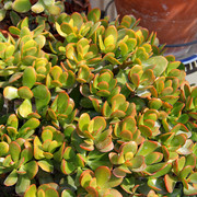 IMG-1334